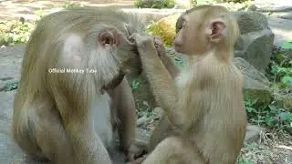 Amanda groom old monkey Ashley, Ashley & Amanda are best relation as mother & daughter