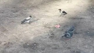 Воронята. Боязнь крупных предметов \ Crow babies. Fear of large objects