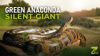 Anaconda - The Silent Giant of the Amazon Forest