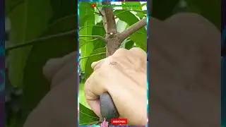 Unlocking the Secret: Exquisite Mango Grafting Techniques for Bountiful Fruits #Mangotrees #agri