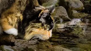 Senior Forest Cat Exploring Stream