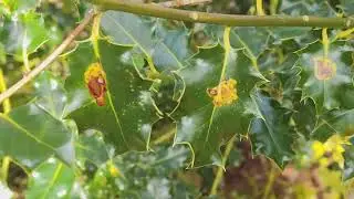 Holly (Ilex aquifolium) with Holly Leafminer (Phytomyza ilicis) in bog Northern Ireland 23/03/2025