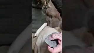 FLAT Stone Thinning FLINTKNAPPING #flintknapping #primitivetechnology #primitiveskills