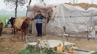 Building A Warm  Built For Animal // ⛺🛖//جانوروں کے لئے ایک گرم تعمیر// Saqlain Rajput