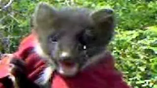 MOV00017.3gp