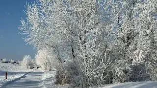 (122) -19°C Thành phố Calgary, Canada cây cối bị đóng băng luôn