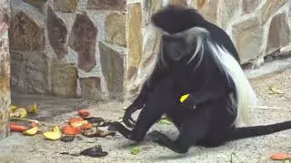 Angola Colobus Monkey
