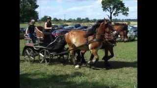 Reitkuh Betty-8 Kutschenrally Werneuchen 2013-Fahrturnier 2016