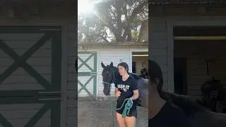 The way I taught my horse bridless!!