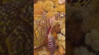 Hawksbill sea turtle in Indonesian coral reef
