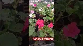 Geranium plants available pls msg in6235079628#angels garden