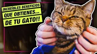 INCRE&Iacute;BLES BENEFICIOS de tener un GATO!! 😻 LA GATER&Iacute;A TV