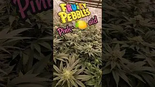 THC clips , FP&times;PL by @VPDeeGrowsSomeBushes 3/weeks/flower
