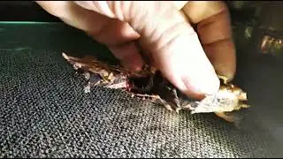 tortuga mata mata bebe