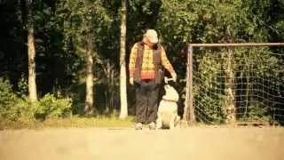 Versatile Golden Retriever: Obedience