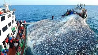 The Secret Behind Sardine Catches - How Fishermen Catch Hundreds of Tons of Sardines in Giant Nets