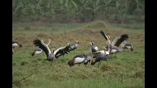 Birding in Uganda's Fantastic National Parks with Johnnie Kamugisha, Uganda's Premier Bird Guide