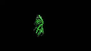 drosophila TULIP protein interpolated cartoon