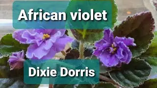 African violet - Dixie Dorris in bloom