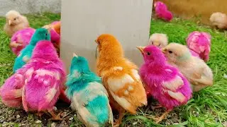Colourful chicks Eating Food | Baby Chicks