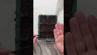 La MEJOR manera de guardar semillas de tomate