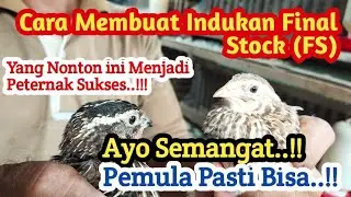 Membuat Indukan Final Stock ( FS ) Sendiri dengan Mudah