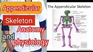Appendicular Skeleton Anatomy & Physiology in Hindi | Human Skeleton System | Bones of Arms and Legs