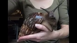 Meet the Giant snails are invading Southeast