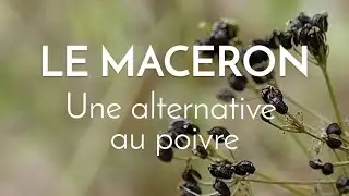 Le maceron, d&eacute;licieux poivre sauvage