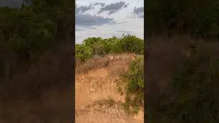 Lions roaring vs Hippos noise