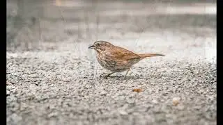 Bird sound - Song Sparrow