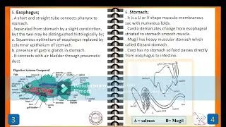 03. fish anatomy digestive system