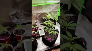 Spider farm sf2000 bubba kush, Sava, super lemon haze, chocolate Thai runtz