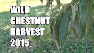 Wild Chestnuts are ready to harvest!