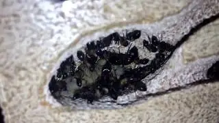 BIG Camponotus Colony