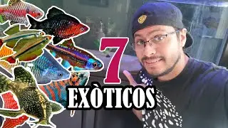 Top 7 PECES EXÓTICOS para PRINCIPIANTES !