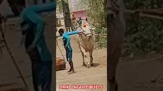 !!ONGOLE BULL power full bull #youtubeshorts #shorts #trendingshorts