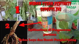 Cara Paling Ampuh Cegah Layu Fusarium Layu Bakteri Busuk Pangkal batang Dan akar gada
