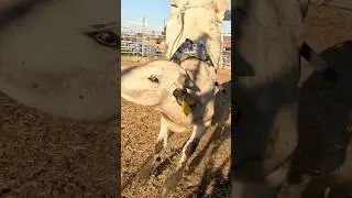 🐂🔥Bucking Bull Training #bullriding #rodeo #cowboy #video