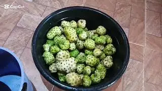 How To Produce Noni Juice :  Home Made Noni Juice : Easy Way To Make Noni Juice 