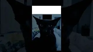 this will destroy me #darkambient #myheadisempty #catmeme #iwasonlytemporary #cat