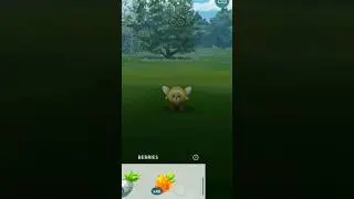 Caught Shiny Stufful On Spotlight hour #Pokemongo