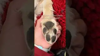 5 Things Your Dog&rsquo;s Paw Pads Do Every Day 🐾 #dogshorts