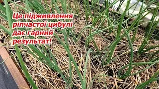 Чем подкармливаем лук в июне |