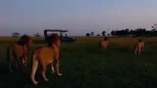 4 Massive Enkuyanai Male Lions in Marsh Pride area | Masaimara | 16 February 2025