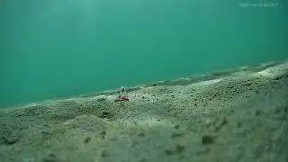 Cornetfish bite the camera