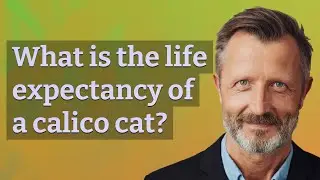 What is the life expectancy of a calico cat?