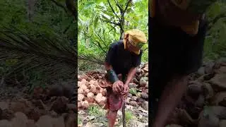 Process of Copra #copra #farmer