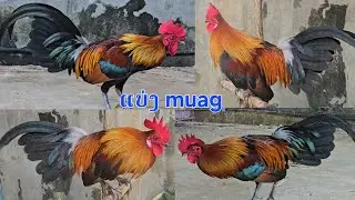 Qaib dib qaib qus dib tuaj zoo heev qua zoo tiag nawb 2026 ไก่ต่วไก่ป่าเสียม่วน2