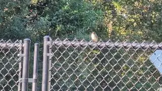 Eastern Phoebe Consumes Bug on Fence in Bright Sunlight at Shane Kelly Park! Oviedo, Florida 
